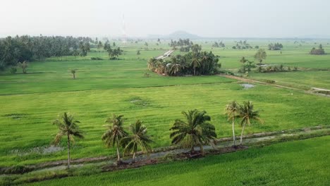 Luftaufnahme-Eines-Grünen-Reisfeldes-In-Der-Nähe-Von-Kuala-Muda,-Kedah.